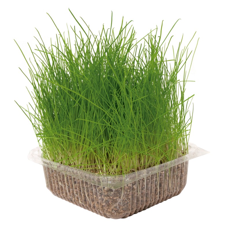 HIERBA NATURAL PARA GATOS