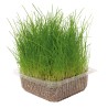 HIERBA NATURAL PARA GATOS
