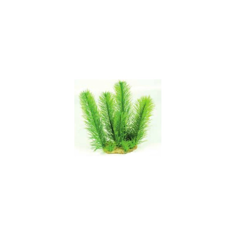 MIRIOPHYLLUM 13,5x9,5x19cm. D.