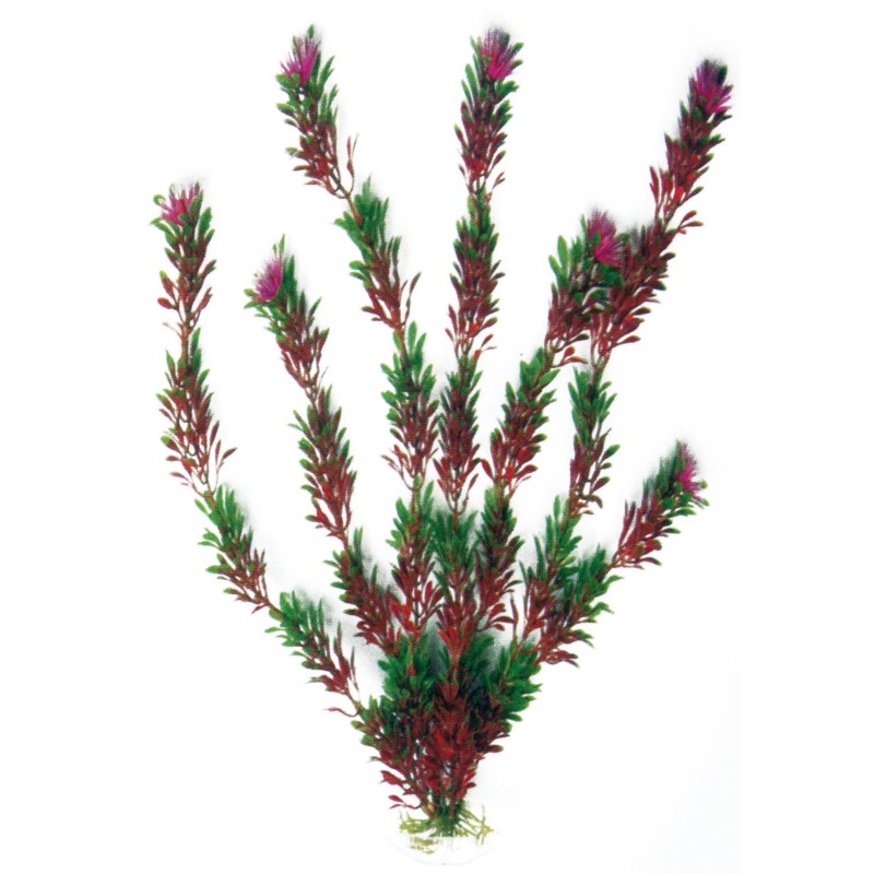 PLANTA PLASTICO FLORA BICOLOUR MEDIANA