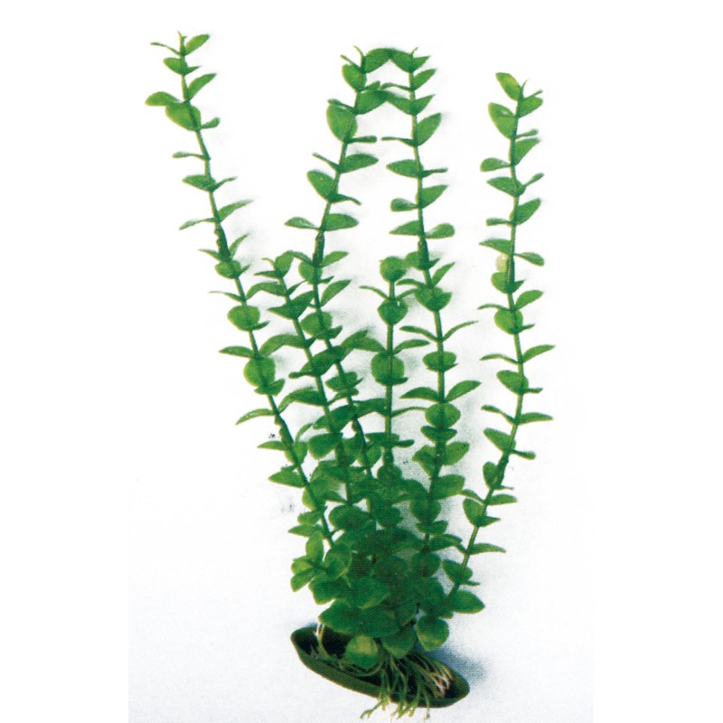 PLANTA PLASTICO ROTALA GRANDE