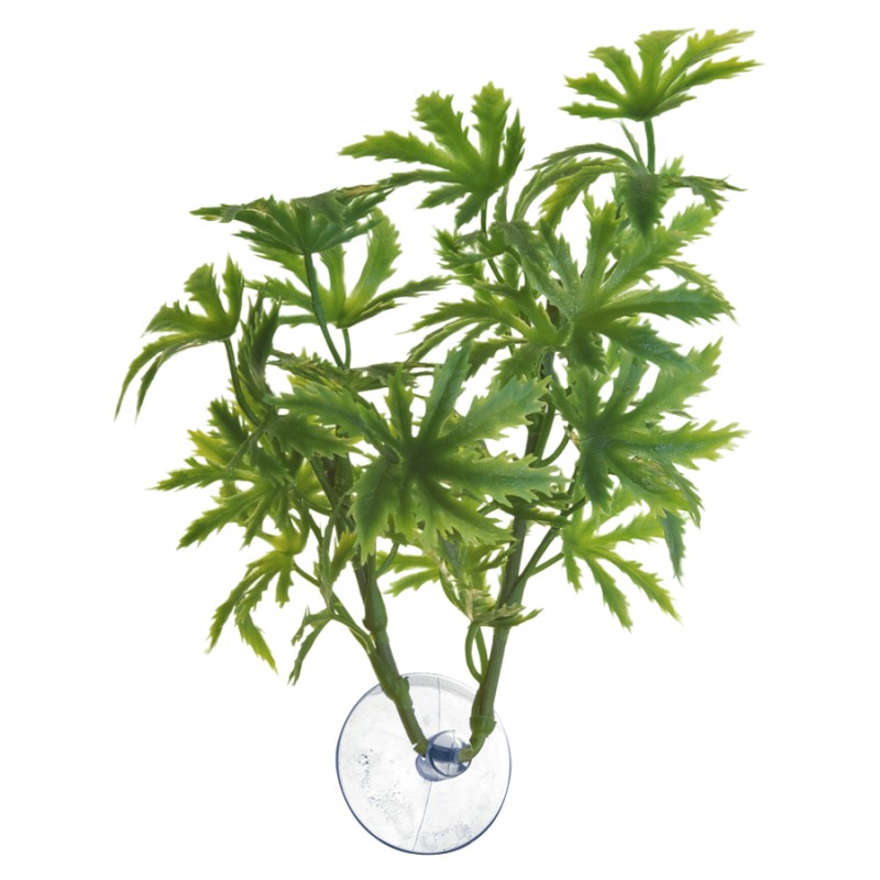 BETTA PLANT PAPAYA