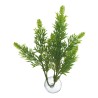 BETTA PLANT SALVIA