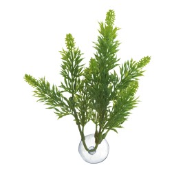 BETTA PLANT SALVIA