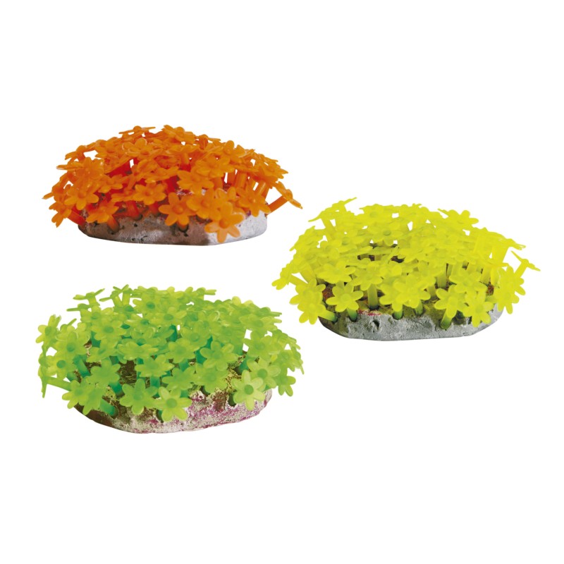CAULERPA MARGARITA 8,8x7,3x4cm. D.