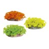 CAULERPA MARGARITA 8,8x7,3x4cm. D.