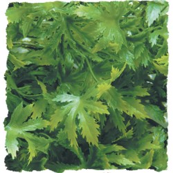 PLANTA PLASTICO CANNABIS PEQUEÑA