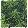 PLANTA PLASTICO CASHUARINA PEQUEÑA