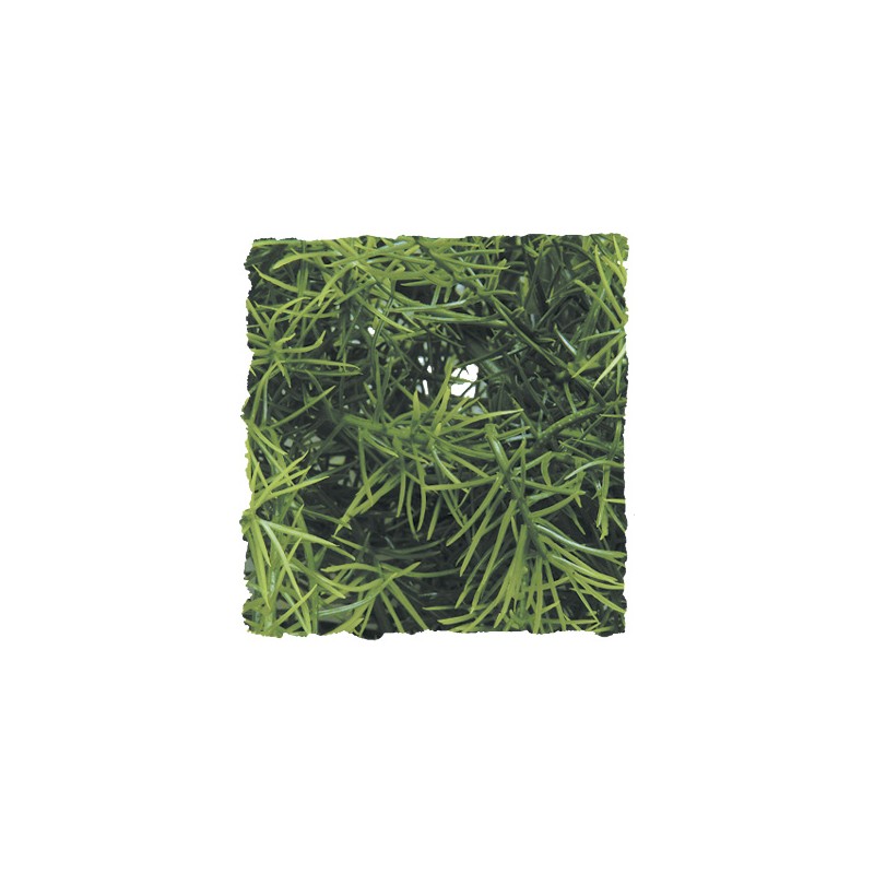 PLANTA PLASTICO CASHUARINA MEDIANA