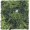 PLANTA PLASTICO CASHUARINA MEDIANA