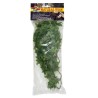 PLANTA PLASTICO CONGO IVY MEDIANA