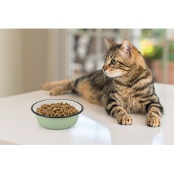 COMEDERO INOX CAT SHADOW 290ml