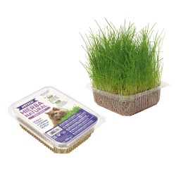 HIERBA NATURAL PARA GATOS