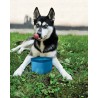 KURGO ZIPPY BOWL AZUL 1,4L