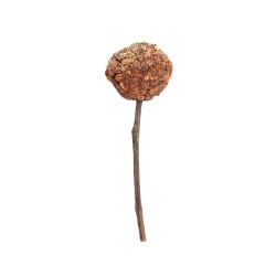 WOODCHUCK LOLLY ARANDANO, PERA, ESPINO BLANCO 25gr