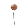 WOODCHUCK LOLLY ARANDANO, PERA, ESPINO BLANCO 25gr